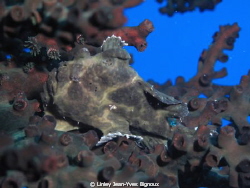 Frogfish in laying on Staghorn Coral,Flic en Flac,Mauriti... by Linley Jean-Yves Bignoux 